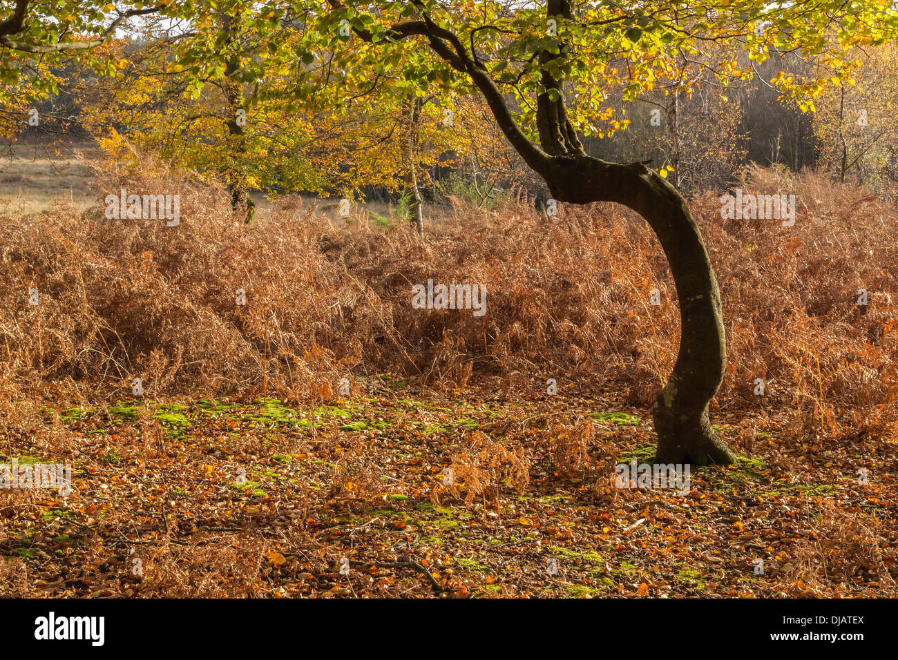 Beech Tree with Autumn Leaves and Bracken in The New Forest, Hampshire, England, UK. Stock Photo