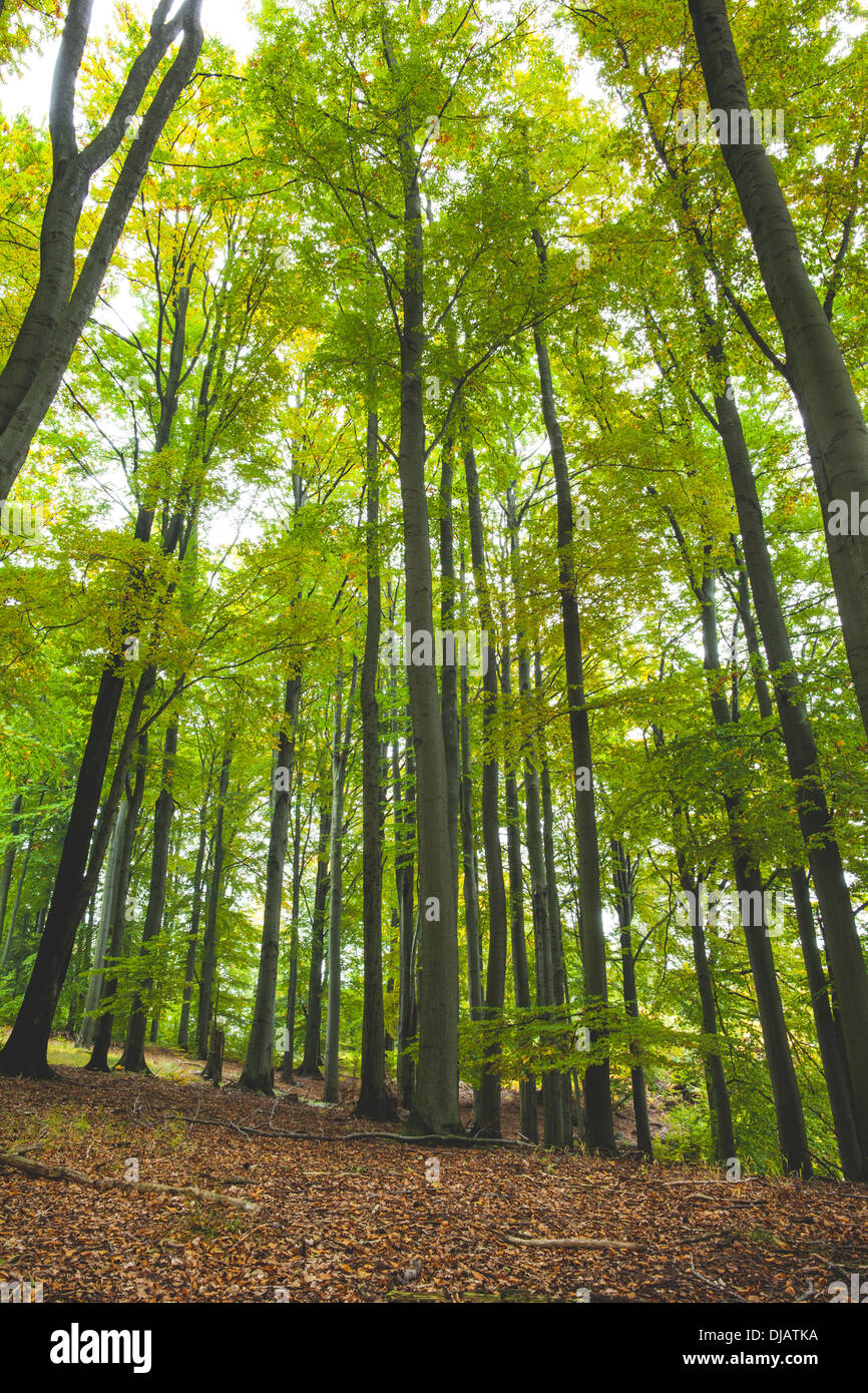 Lush trees hi-res stock photography and images - Alamy