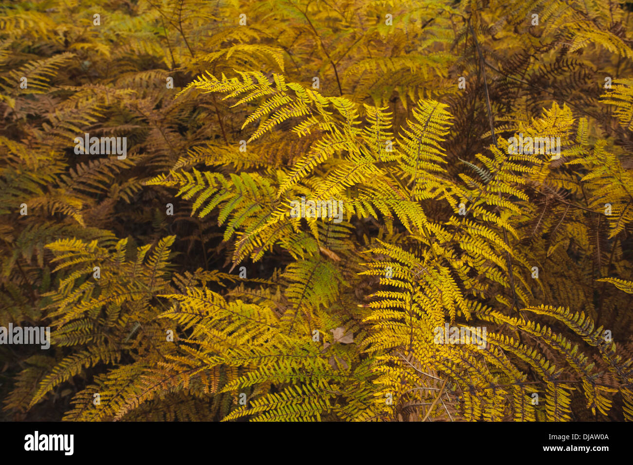 Ferns and bushes hires stock photography and images Alamy