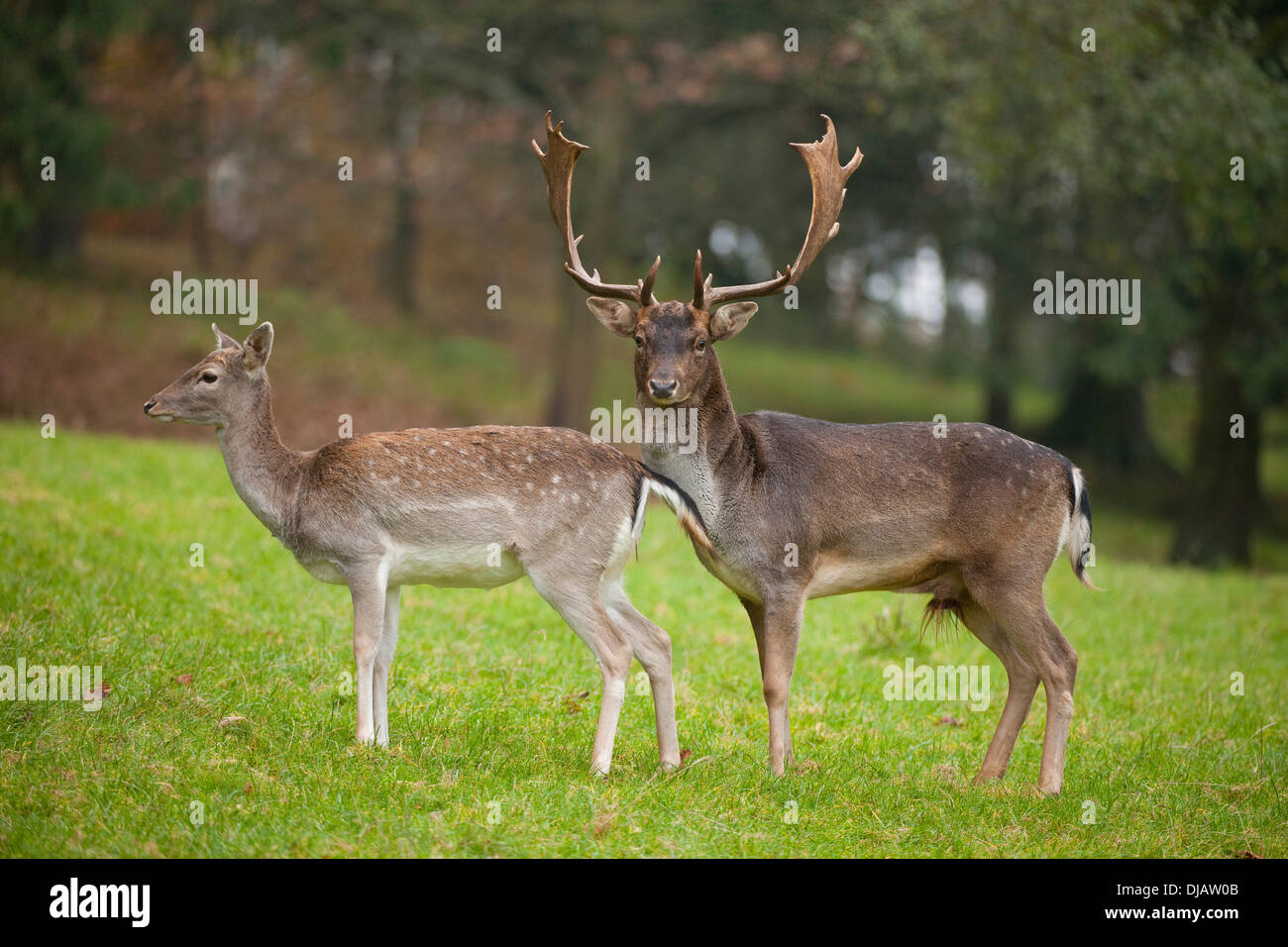 Fallow Deer (Dama dama), buck and doe standing in a meadow, captive, Bavaria, Germany Stock Photo