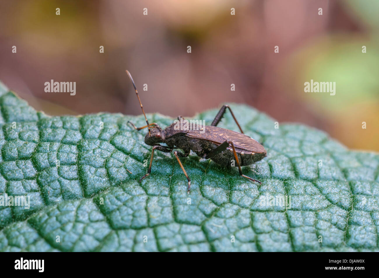 Alydus calcaratus bug (Alydus calcaratus), Hesse, Germany Stock Photo