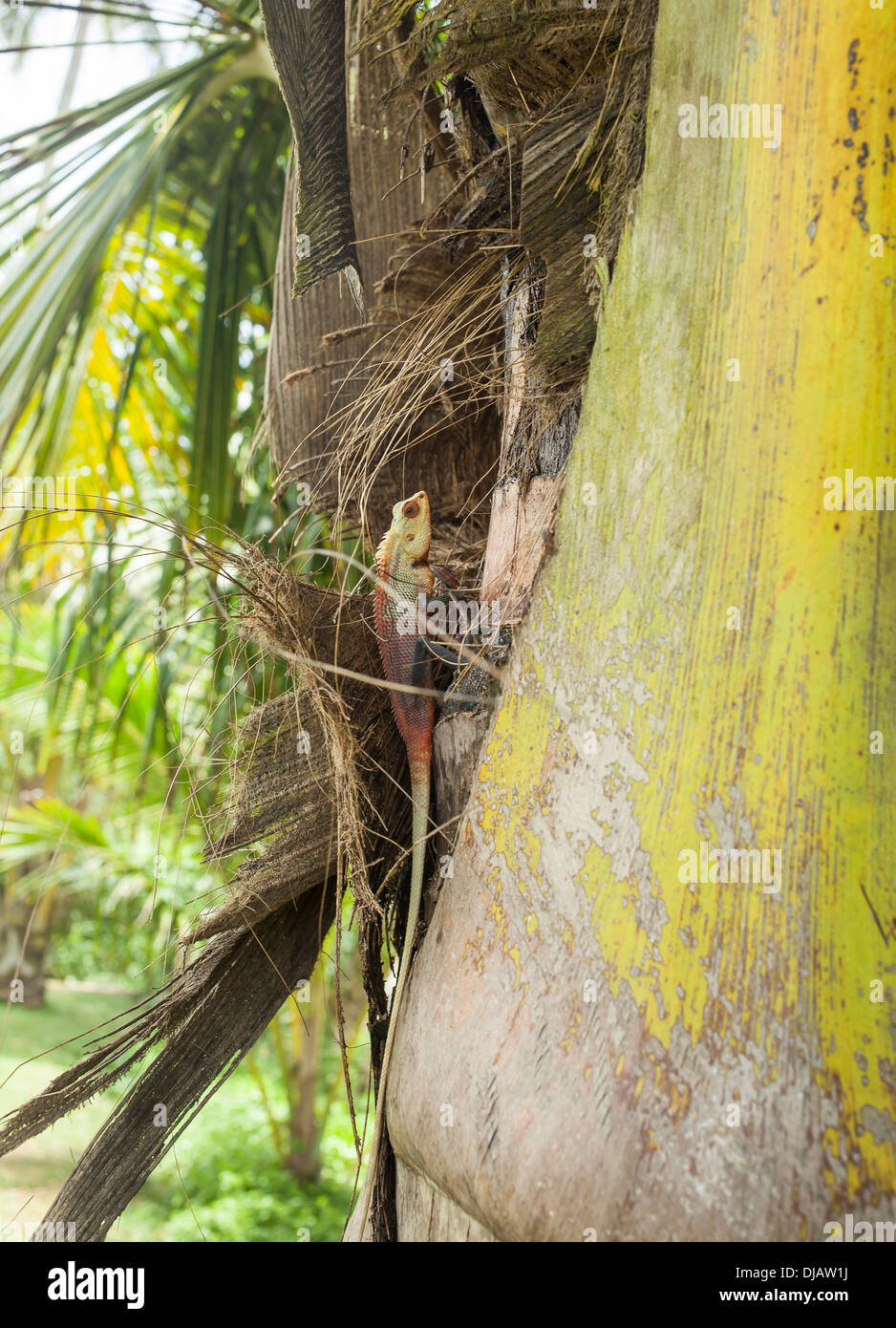 The Oriental garden lizzard, climbing up a tree in Sri Lanka Stock Photo