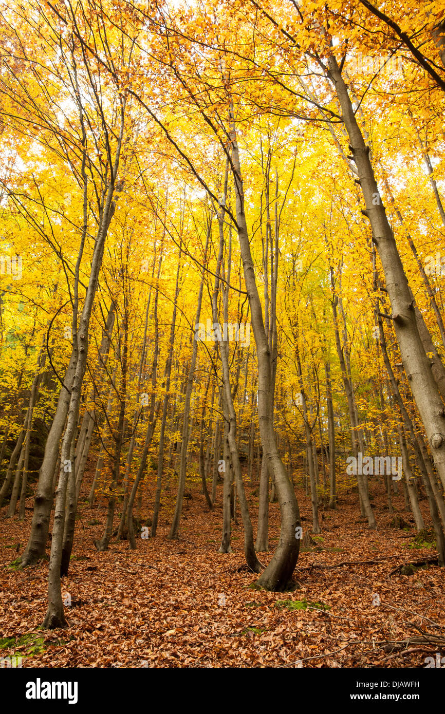Tall autumnal trees hi-res stock photography and images - Alamy