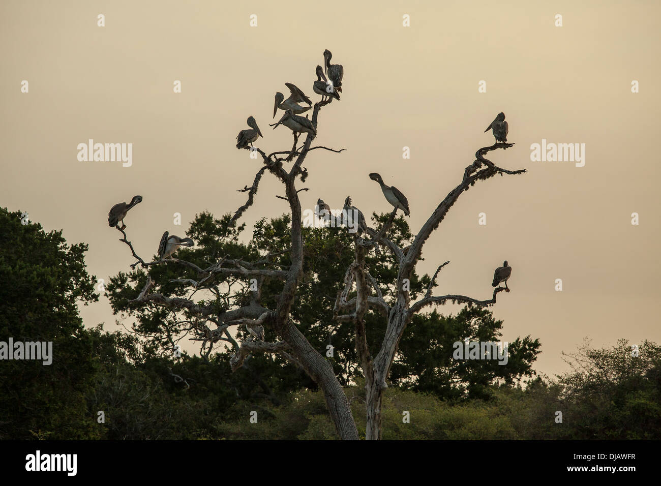 A group of pelicans in a dead tree at sunset. Stock Photo