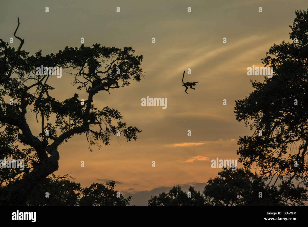 Silhouette macaque monkey jumping from tree towards tree at sunset Stock Photo
