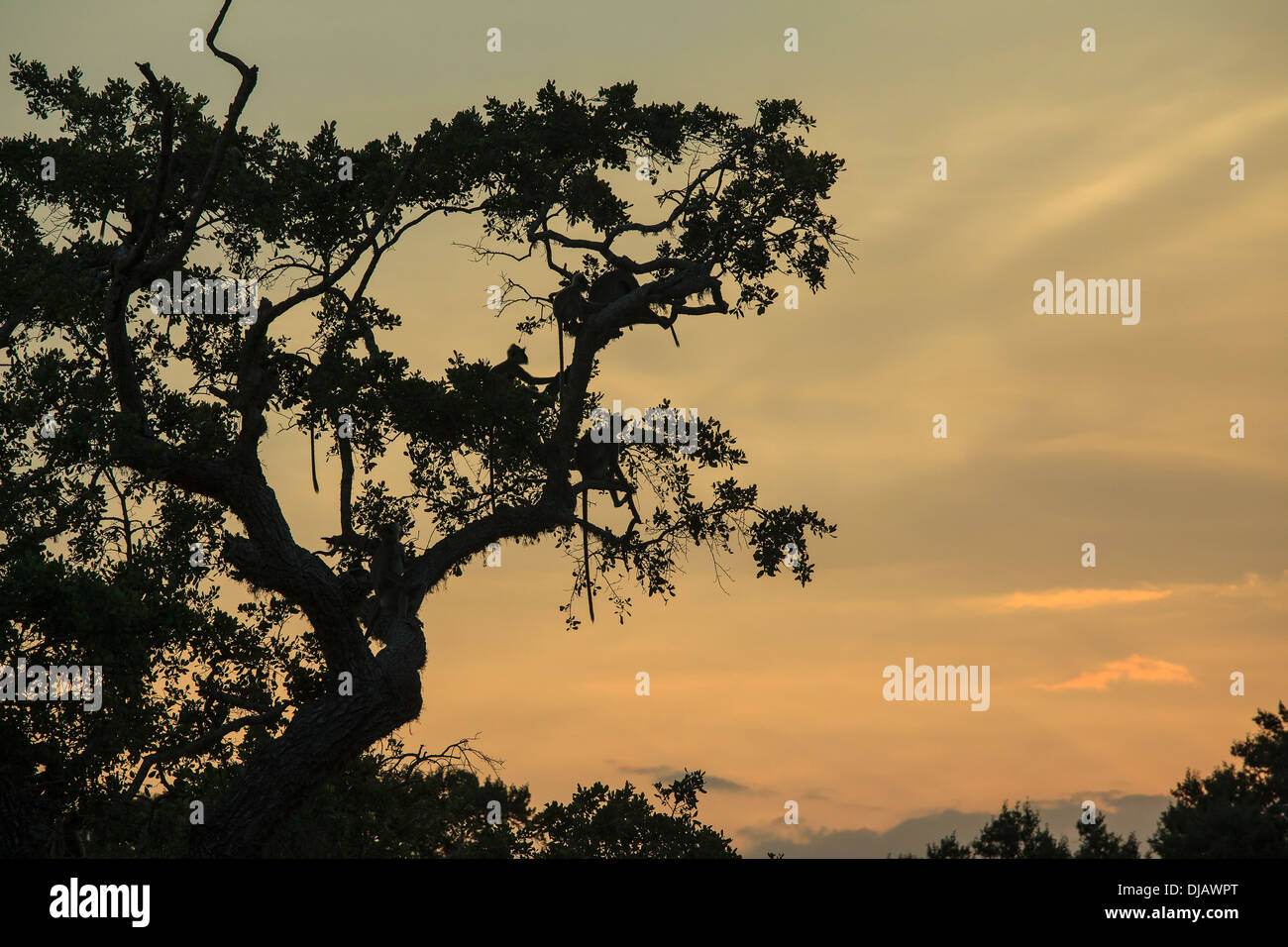 Monkeys sitting in a tree at sunset Stock Photo