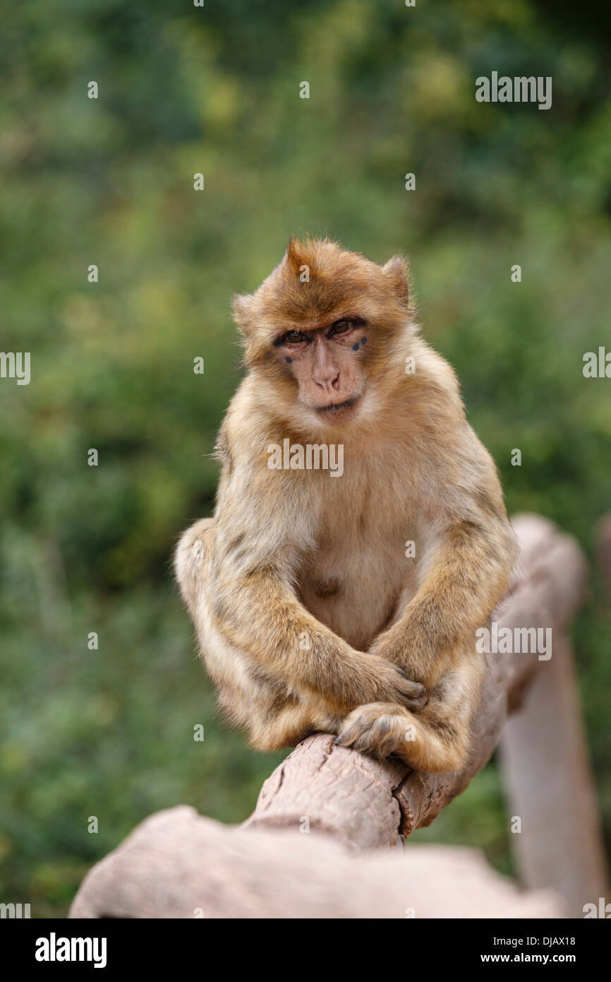 Barbary Macaque (Macaca sylvanus) at Zoopark, Thuringia, Germany Stock Photo