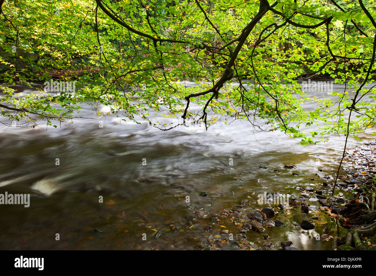 Overhanging leaves branches hi-res stock photography and images - Alamy