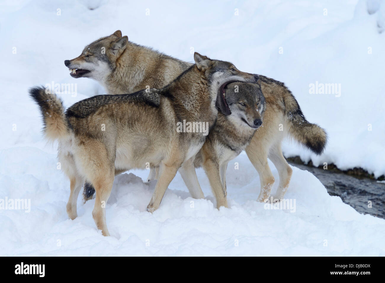 European Wolves (Canis lupus) in the snow, social behaviour, Goldau Animal Park, Canton of Schwyz, Switzerland Stock Photo