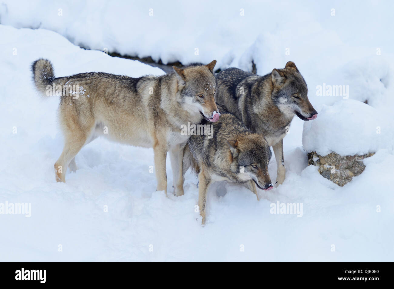 European Wolves (Canis lupus) in the snow, Goldau Animal Park, Canton of Schwyz, Switzerland Stock Photo