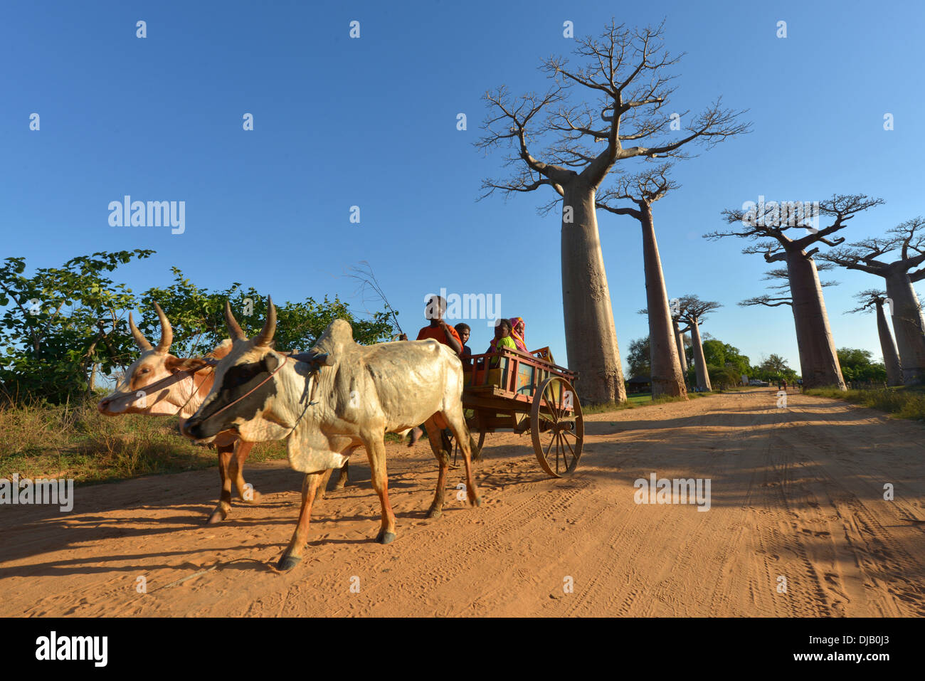 Zebu cart, baobabs (Adansonia grandidieri) in the back, Morondava, Madagascar Stock Photo