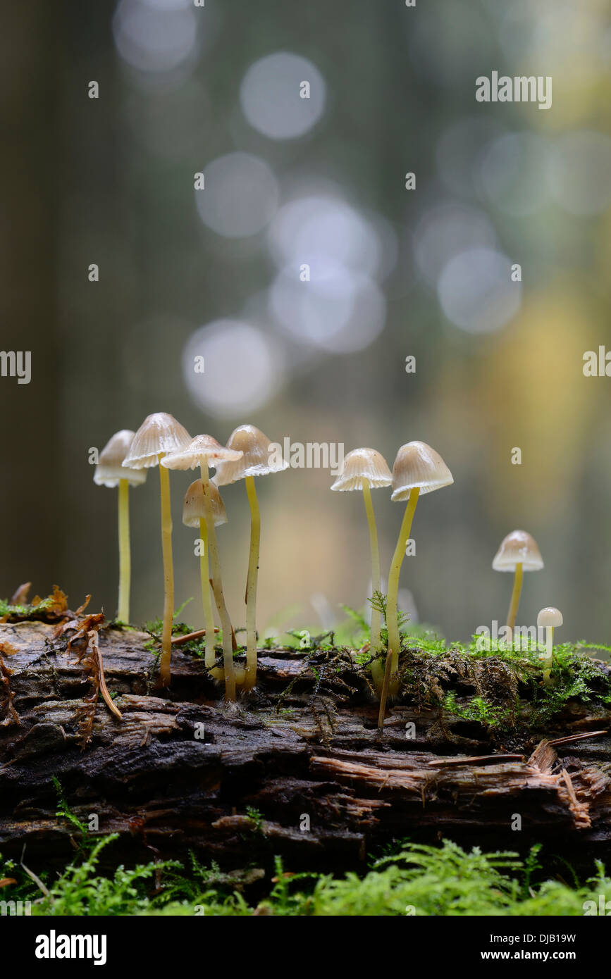 Milking Nonnet or the Milk-drop Mycena (Mycena galopus), Lower Saxony, Germany Stock Photo