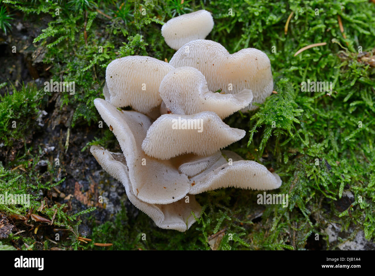 Jelly Tooth or Toothed Jelly fungus (Pseudohydnum gelatinosum), Lower