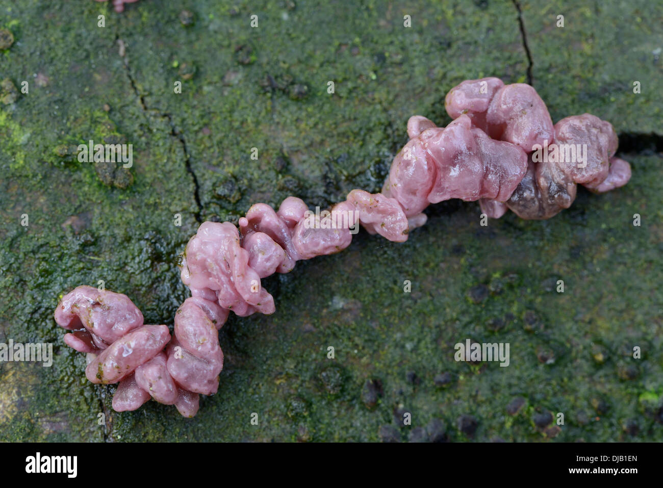 Ascotremella fungus (Ascotremella faginea), Lower Saxony, Germany Stock Photo