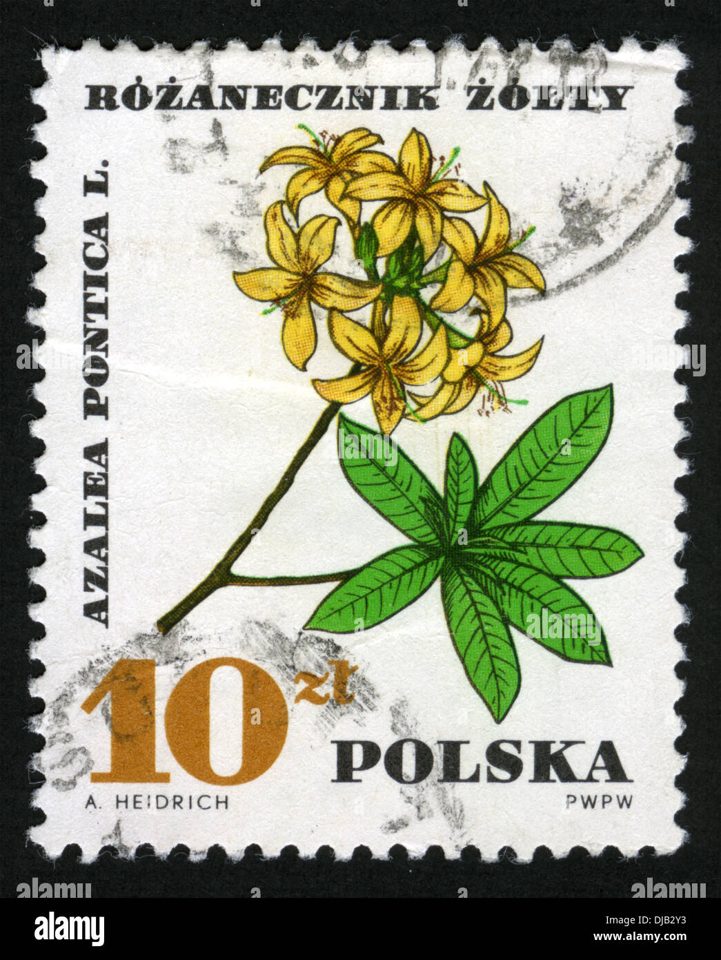 Poland, post mark, stamp, flora, flowers, Azalea Pontica L., Stock Photo