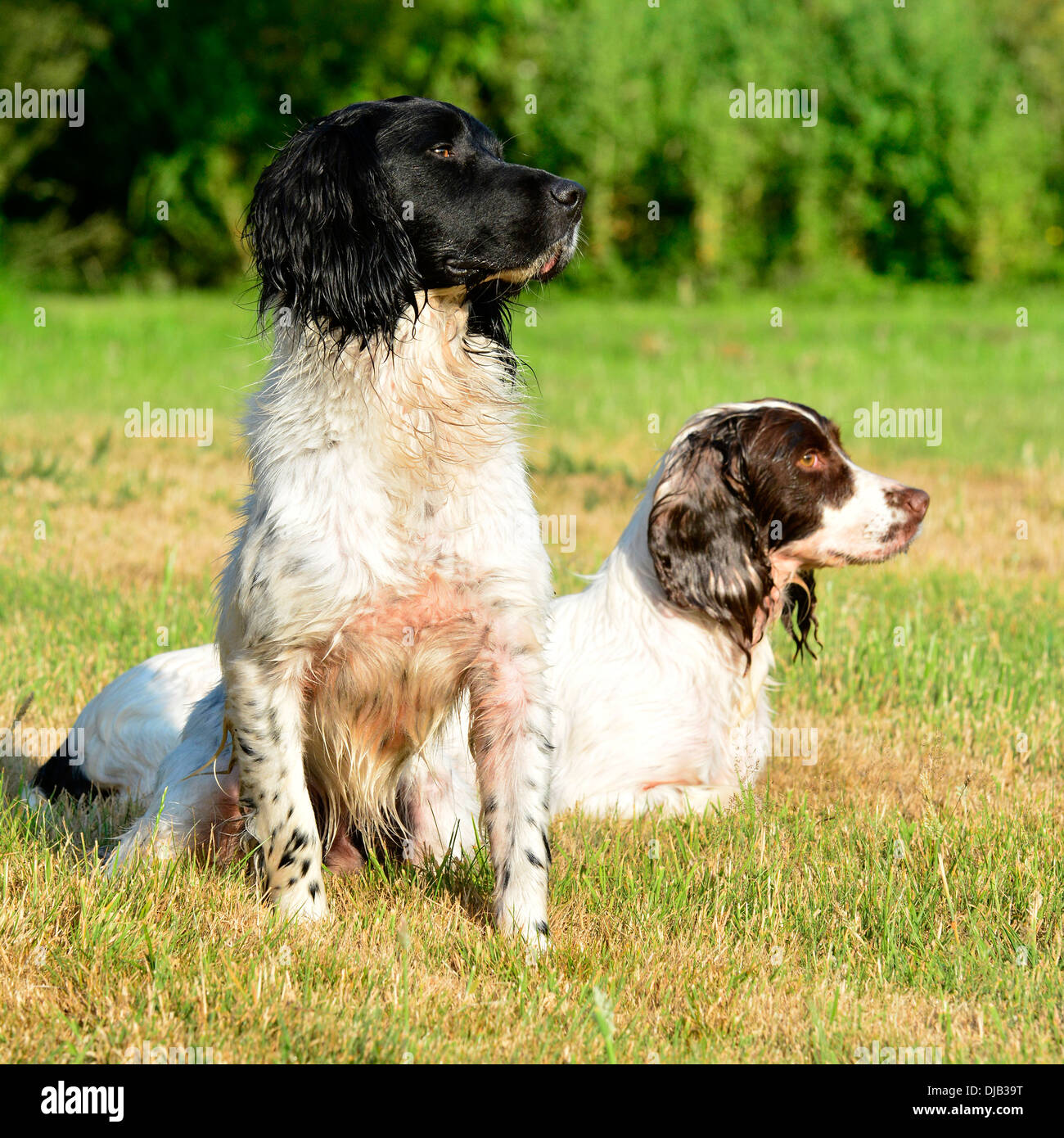 working springer spaniels Stock Photo Alamy
