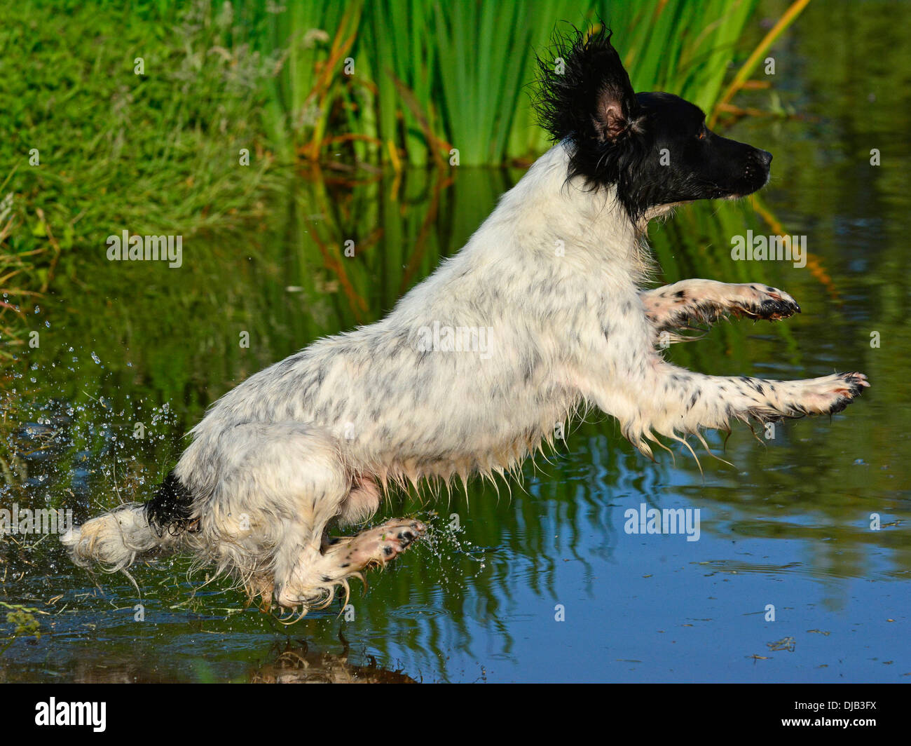 Black and white springer spaniel hi-res stock photography and images ...