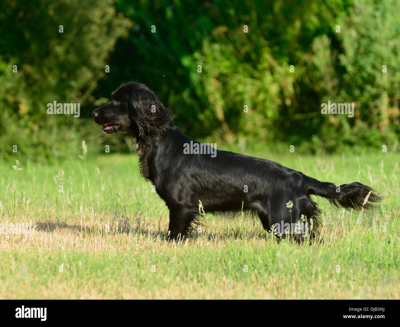 Spaniel pointing hi res stock photography and images Alamy