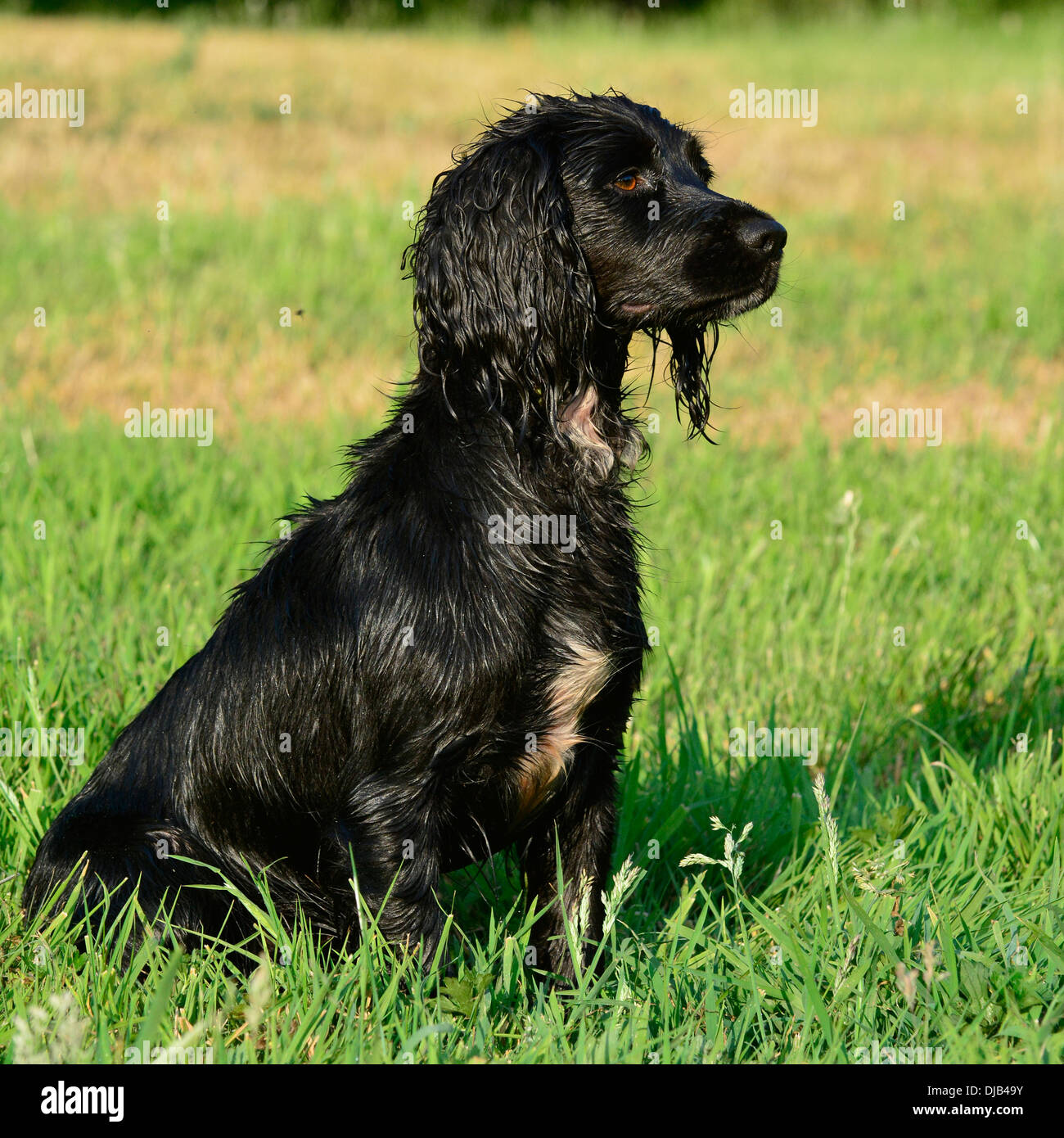 working springer spaniel Stock Photo Alamy