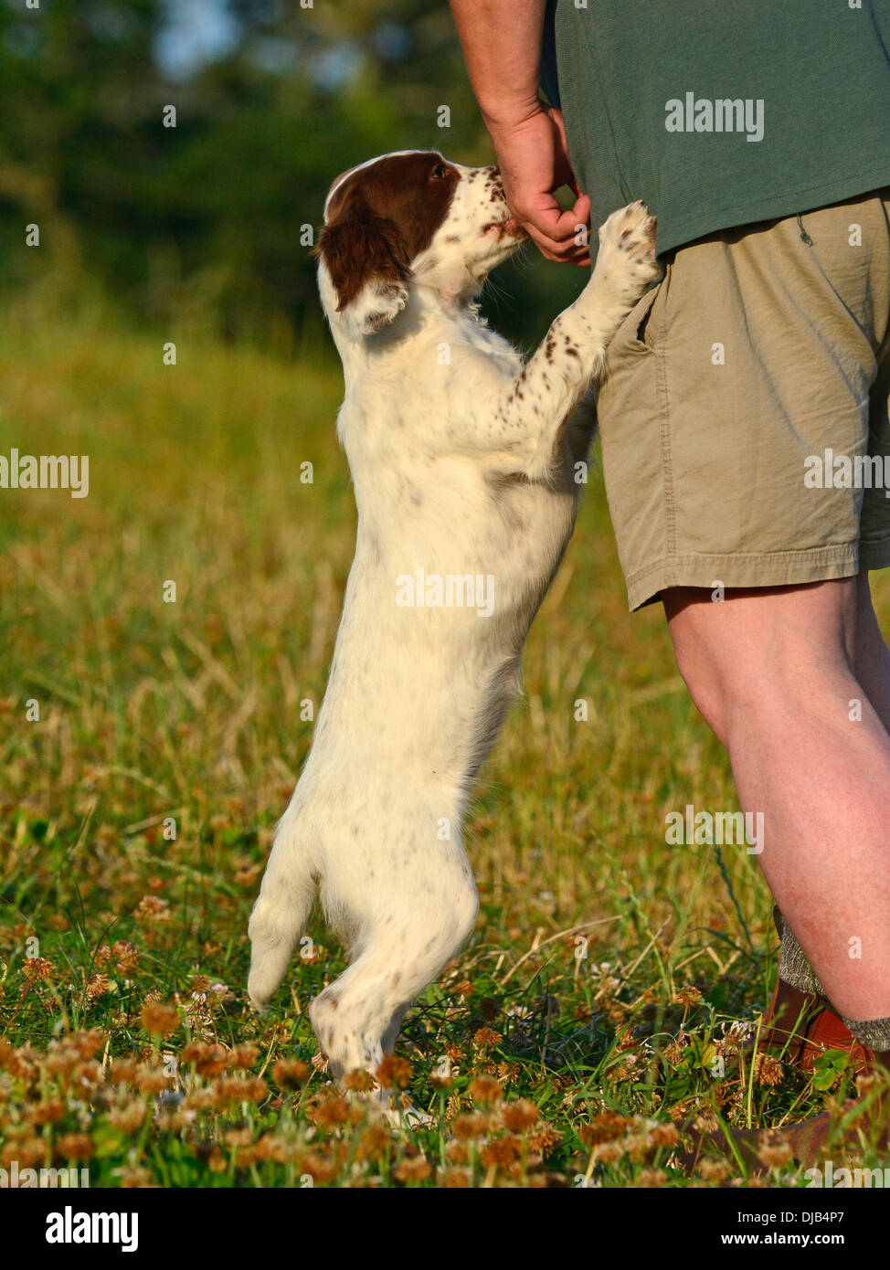 springer spaniel puppy with trainer Stock Photo