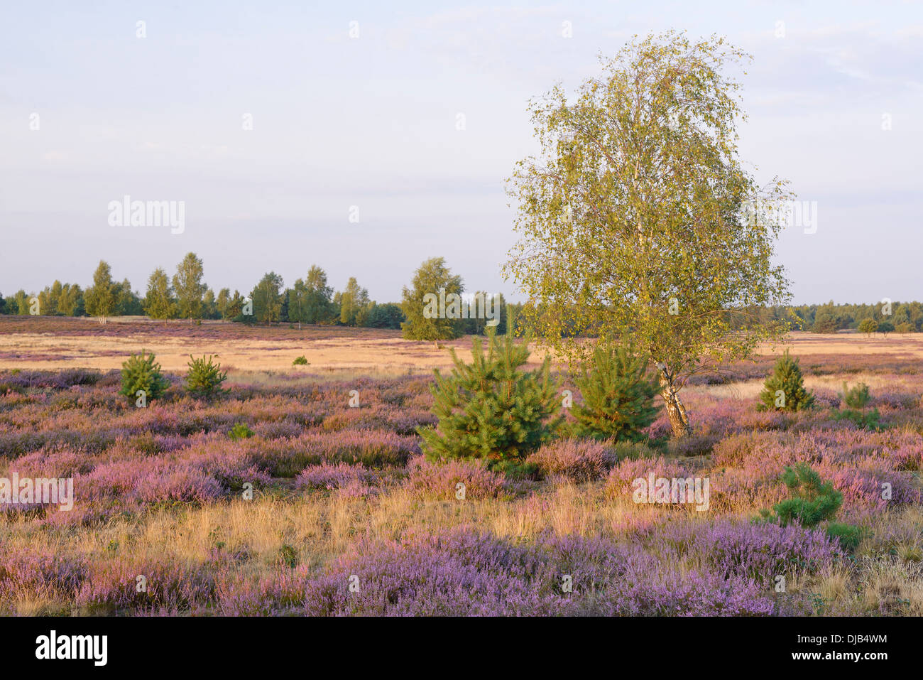 Open heath with birch (Betula sp.), grey hair-grass (Corynephorus canescens) and blooming heather (Calluna vulgaris) Stock Photo