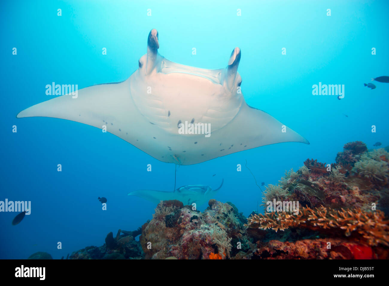 Manta Rays , Manta birostris, swimming over coral reef, German Channel, Palau, Micronesia, Pacific Ocean Stock Photo