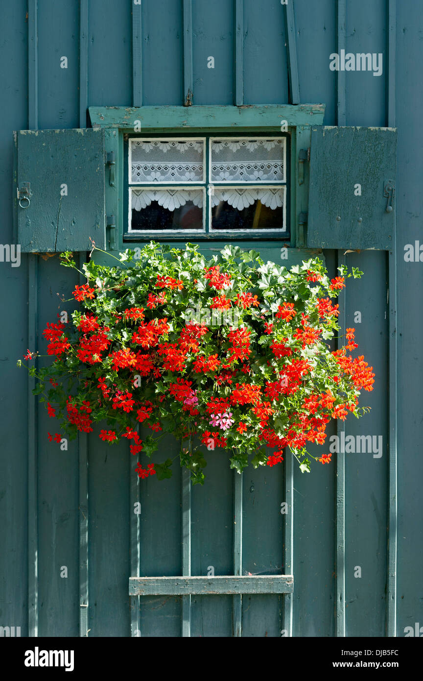 Window with shutters and flower box with geraniums (Pelargonium sp.) on petrol-coloured wooden hut, Lake Starnberg, Starnberg Stock Photo