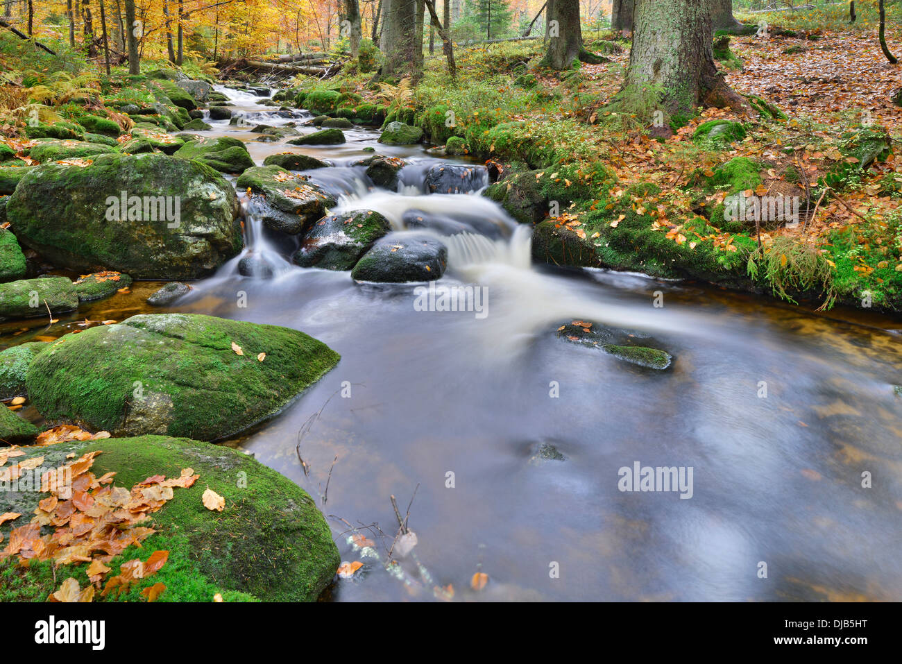 Kleine Ohe stream, Bavarian Forest National Park, Bavaria, Germany Stock Photo