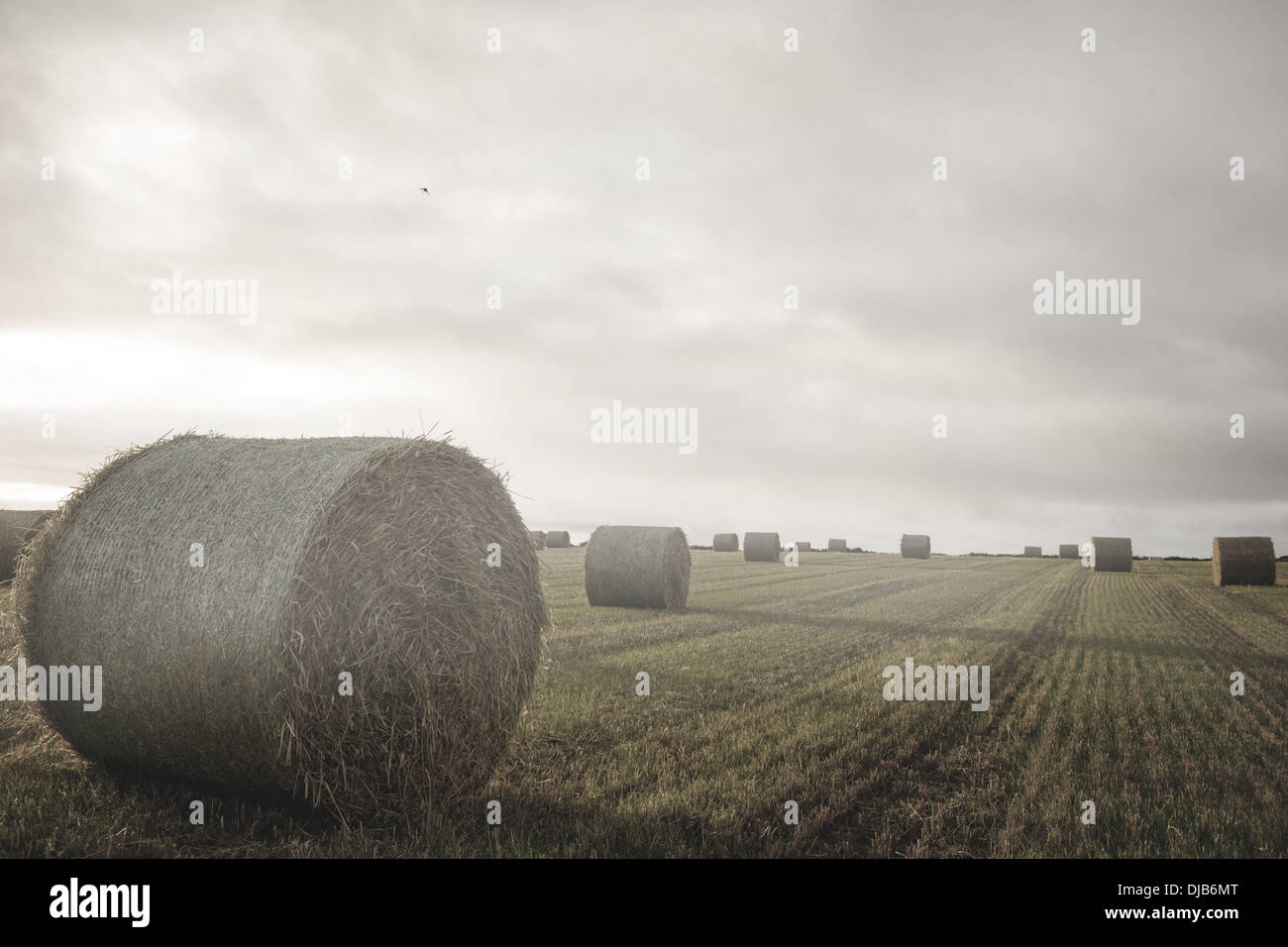 Landscape with bales of straw Stock Photo - Alamy