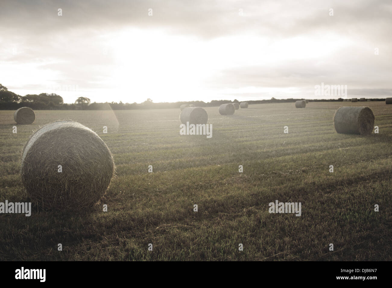 Bright landscape with bales of straw Stock Photo - Alamy