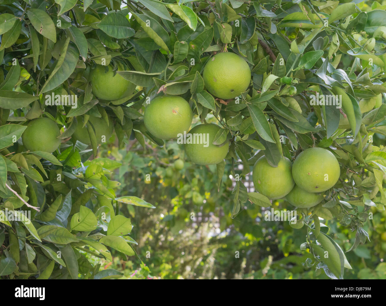 Grapefruits ripening on the tree, October. Stock Photo