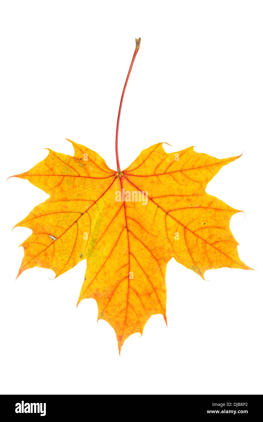 Autumn maple leaf isolated on white background Stock Photo - Alamy