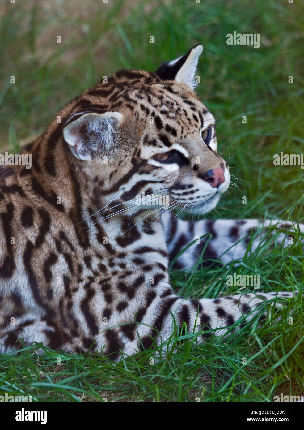 are ocelots cats or dogs