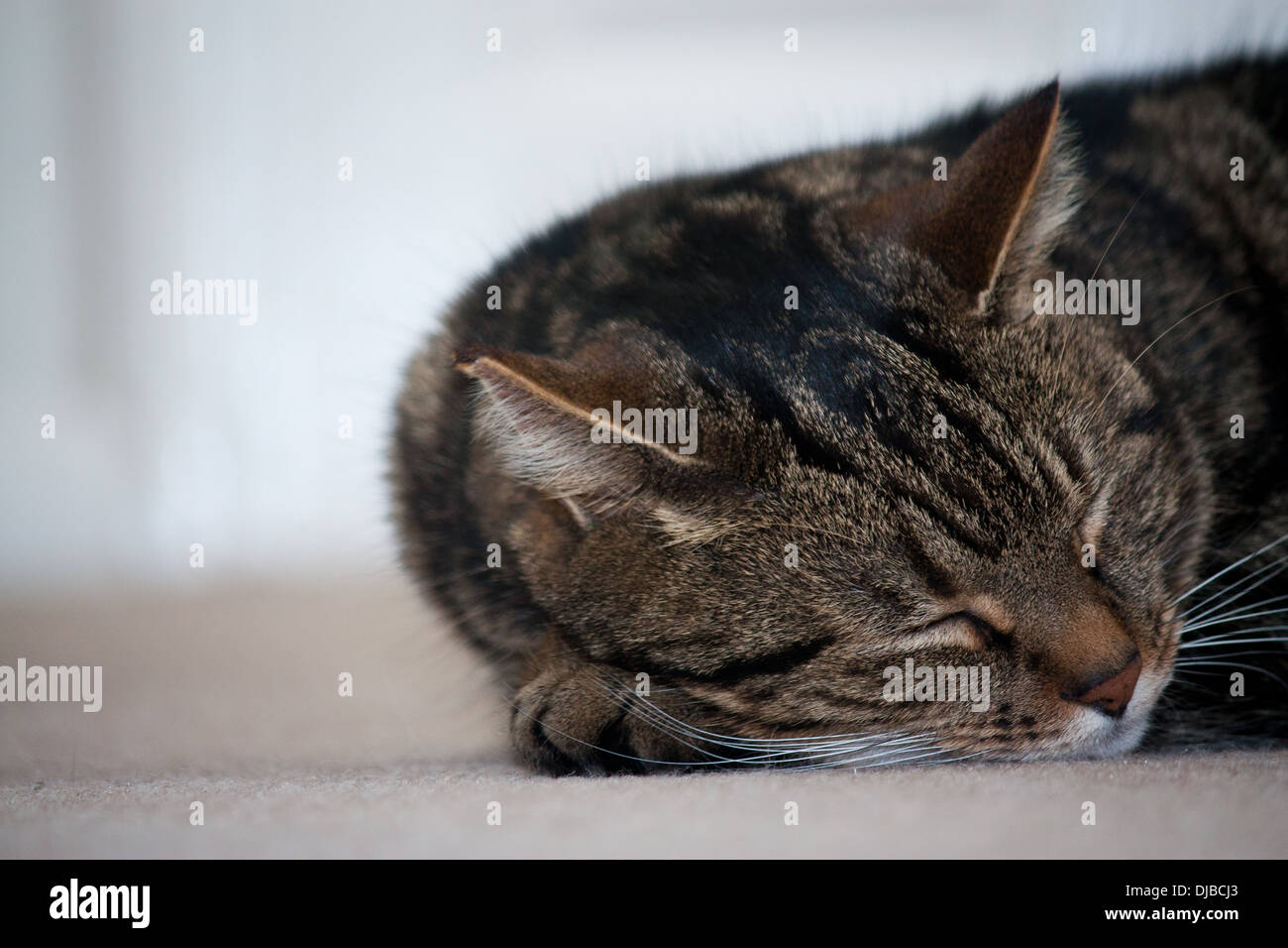 Pet Tabby Cat Sleeping on the Floor Stock Photo - Alamy