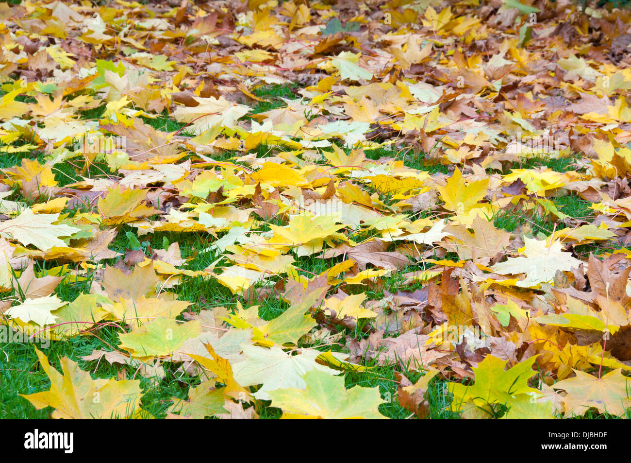 Autumn leaves on the ground Stock Photo - Alamy