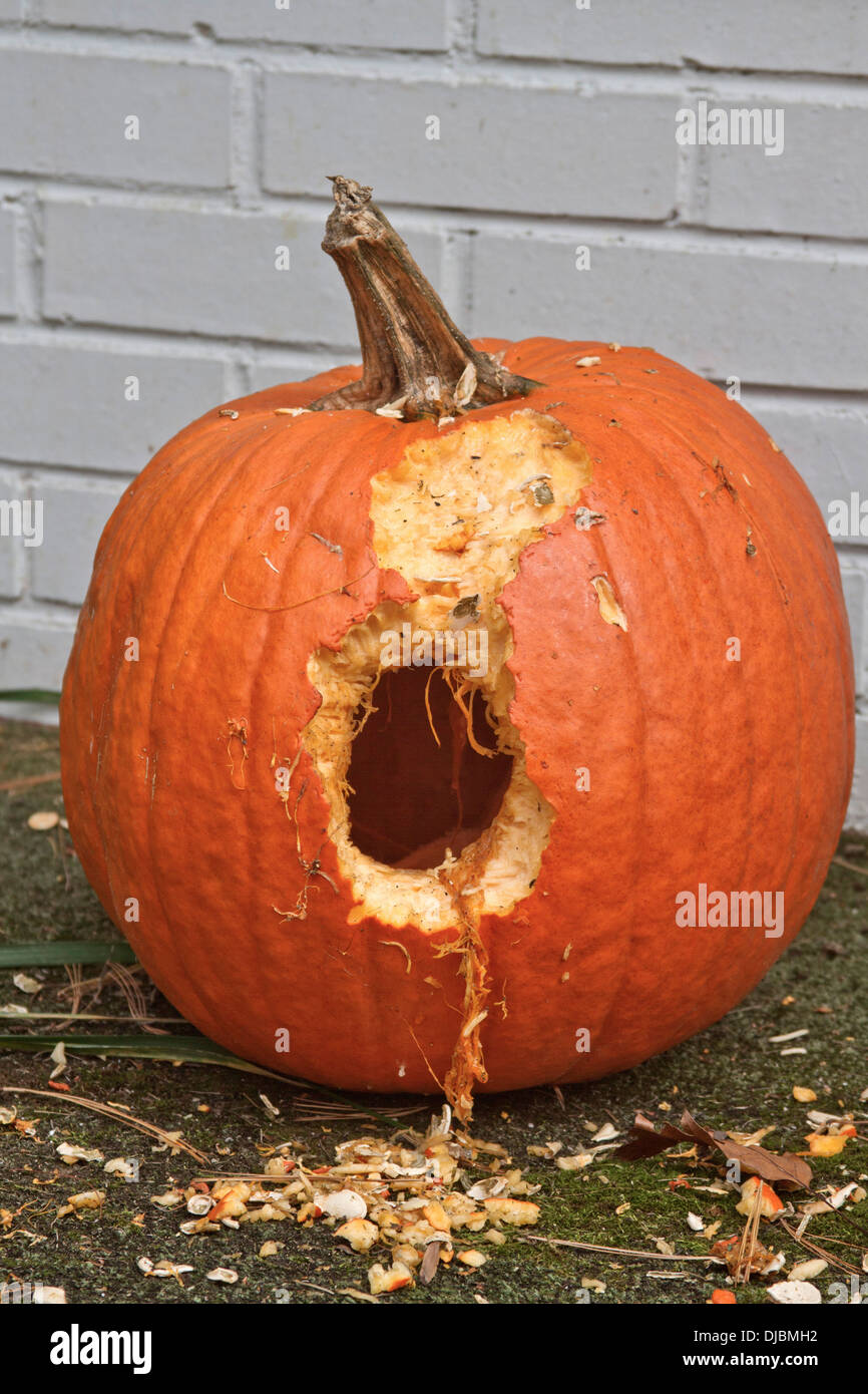 Close up of a squirrel eaten pumpkin with a hole in it and seeds and fiber falling out Stock Photo