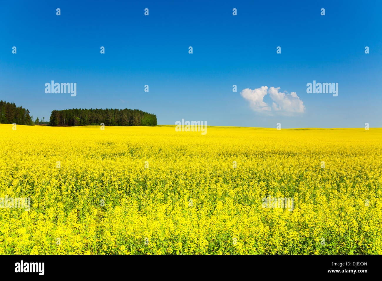 Beautiful yellow rapeseed field in late spring in Belarus Stock Photo