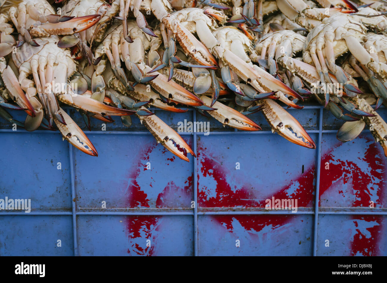 Exotic blue crab stack on top of blue container at Deira's Fish Market