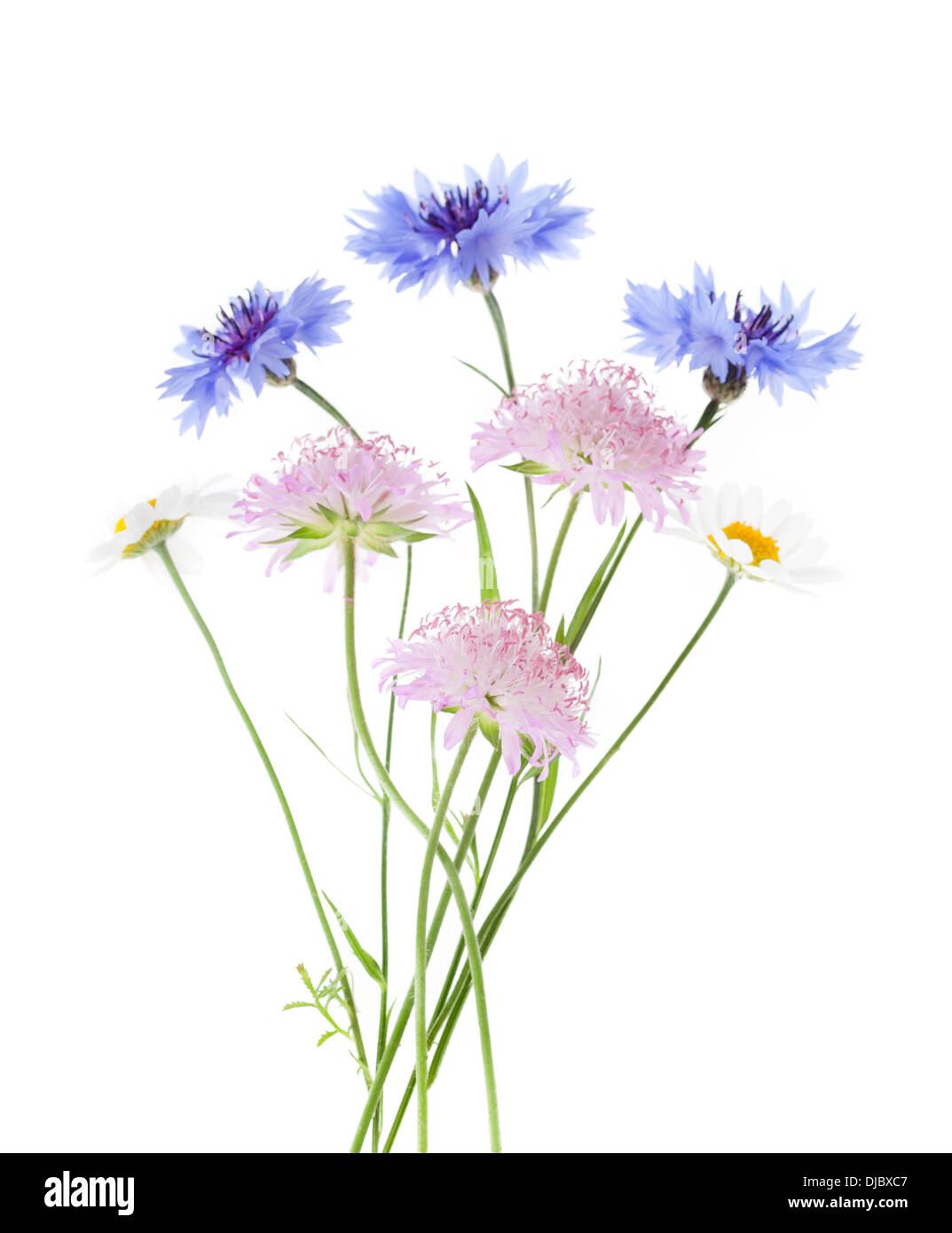 Bunch of wildflowers isolated on white background. Stock Photo