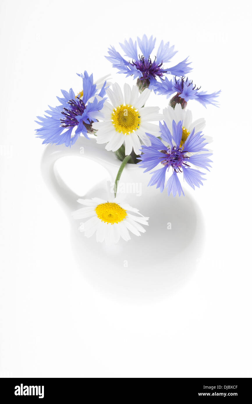 Small White Porcelain Vase with arrangement of blue cornflowers and white chamomile flowers isolated on white background. Stock Photo