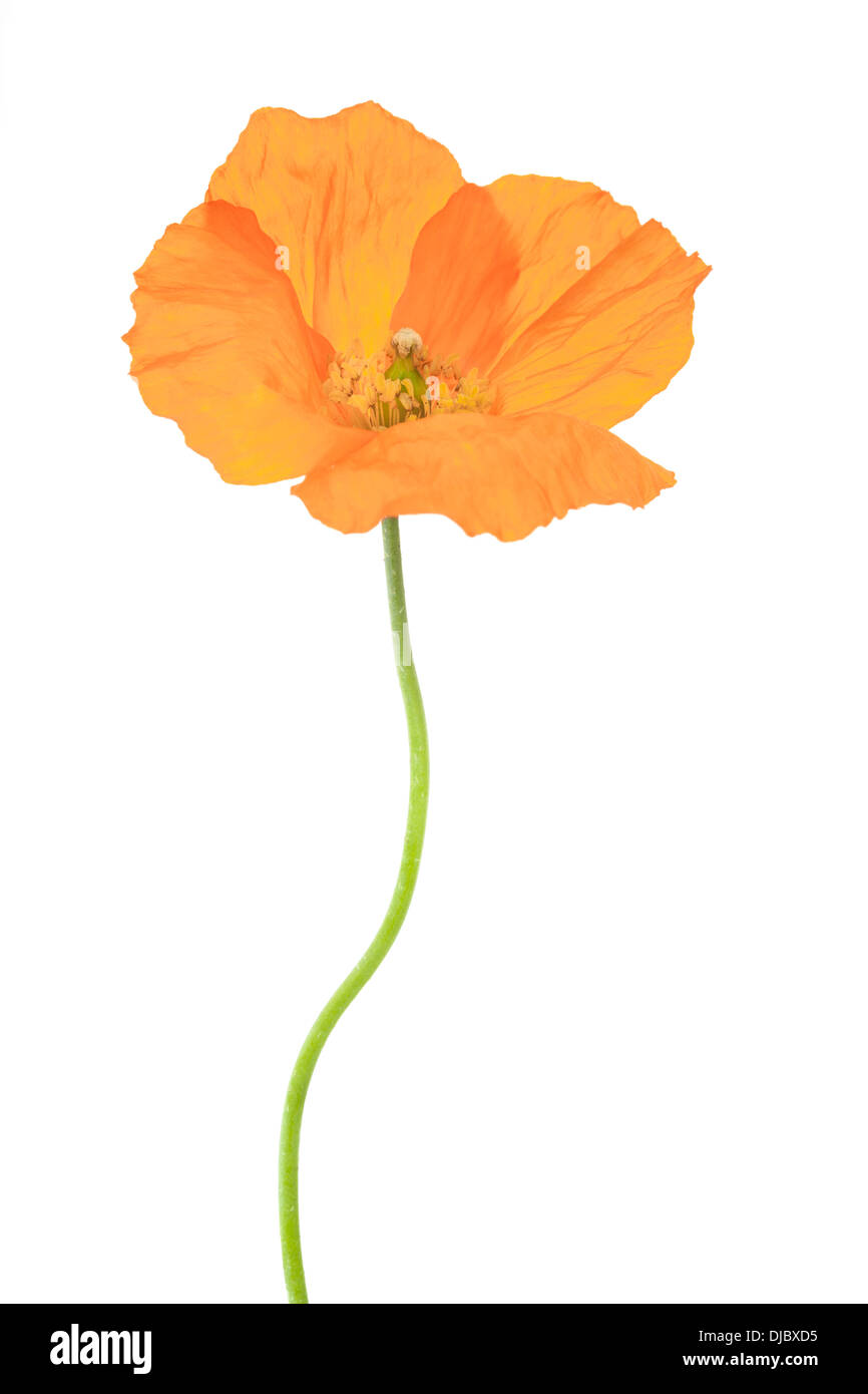Welsh poppy flower isolated on white background with shallow depth of field. Stock Photo