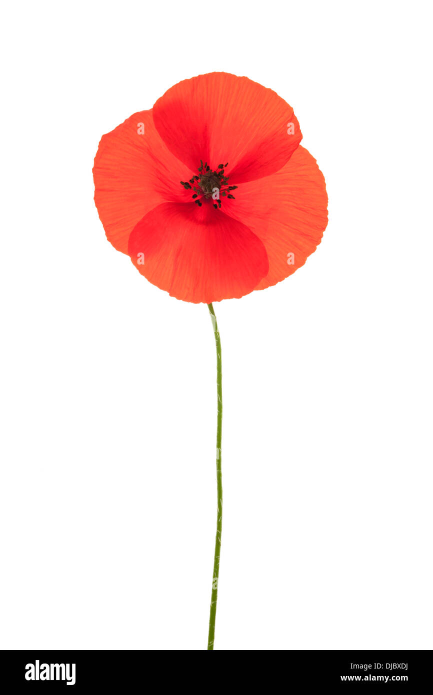 Single red corn poppy flower isolated on white background with shallow depth of field. Stock Photo
