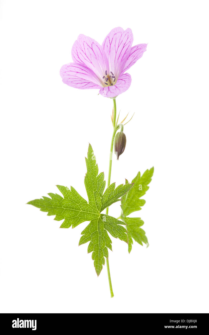 Pink Cranesbill Flowers isolated on white background with shallow depth of field Stock Photo