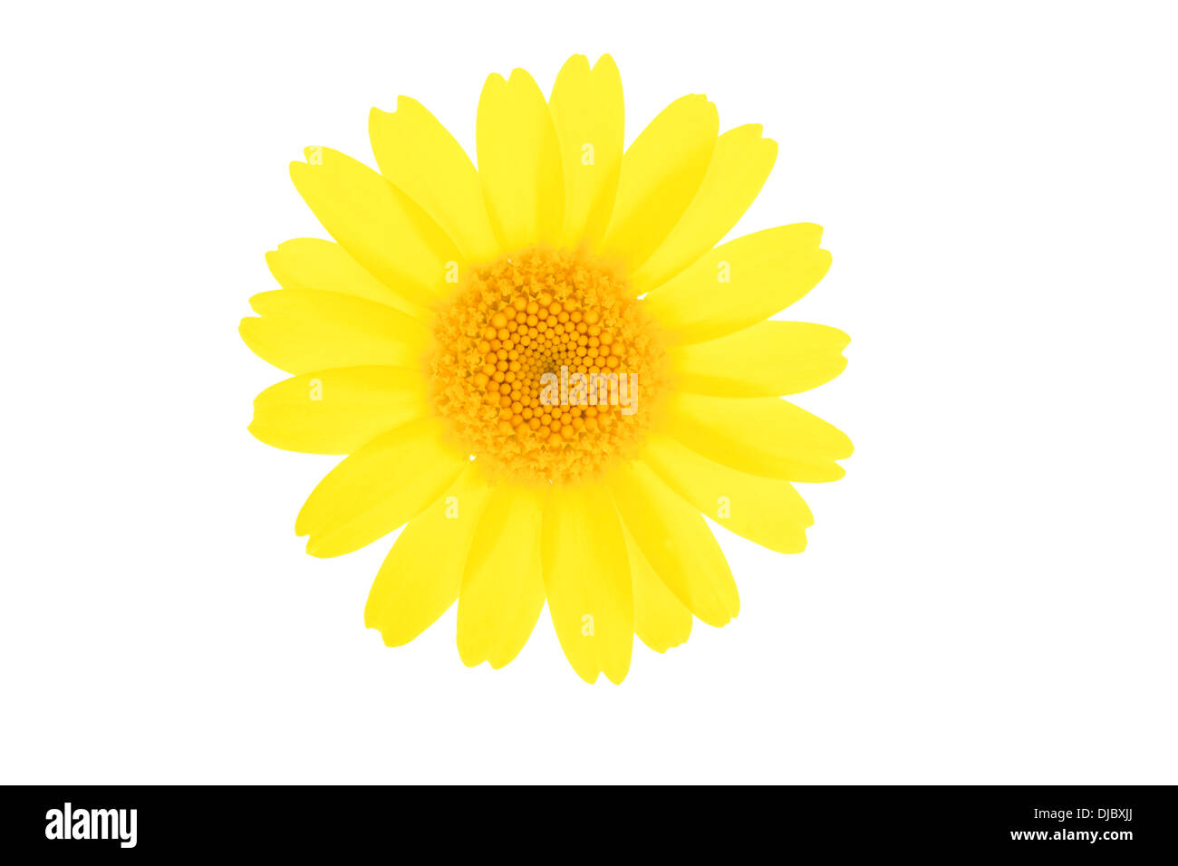 Corn Chamomile Flower isolated on white background with shallow depth of field. Stock Photo