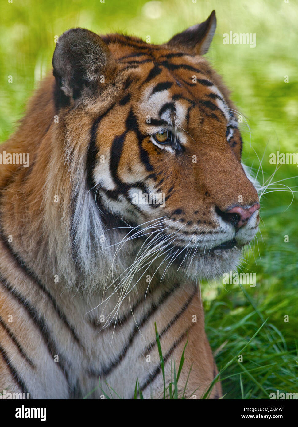 Rajiv Amur/Bengal Tiger cross (panthera tigris) male, Isle of Wight Zoo ...