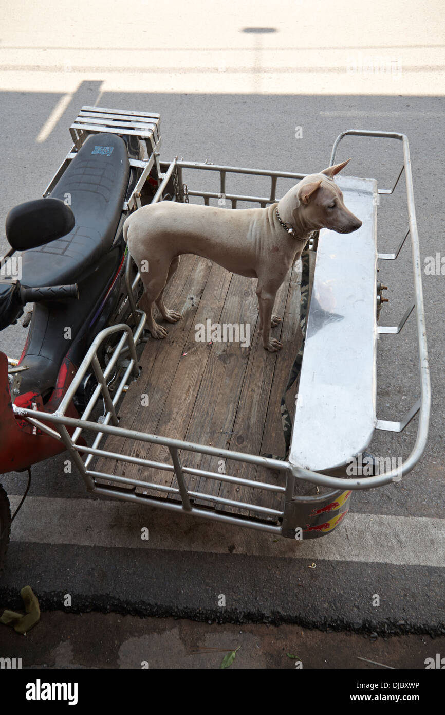 short haired domestic dog waiting in the scooter trailer for it's owner to return Stock Photo