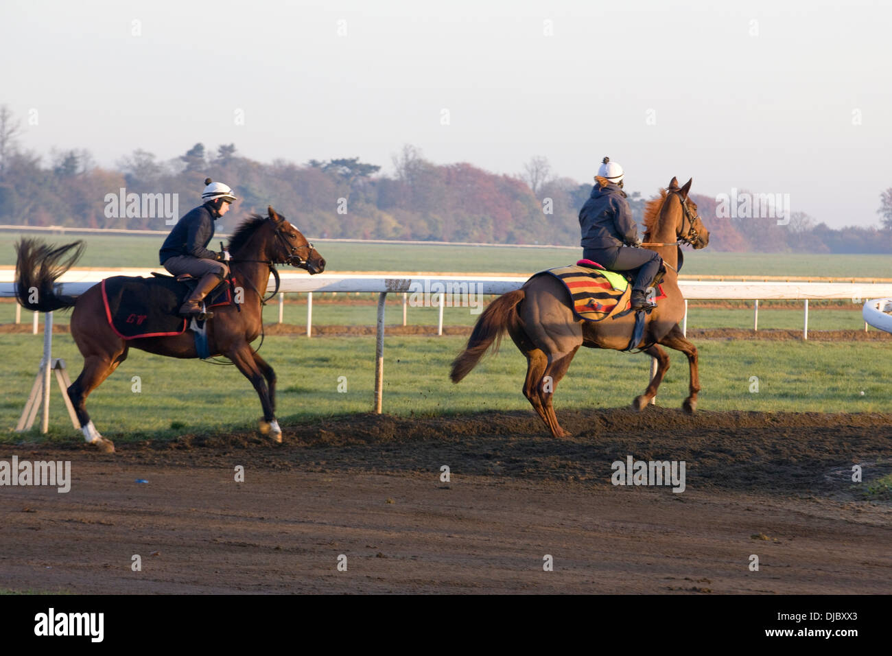 horses on the gallops at Newmarket Stock Photo