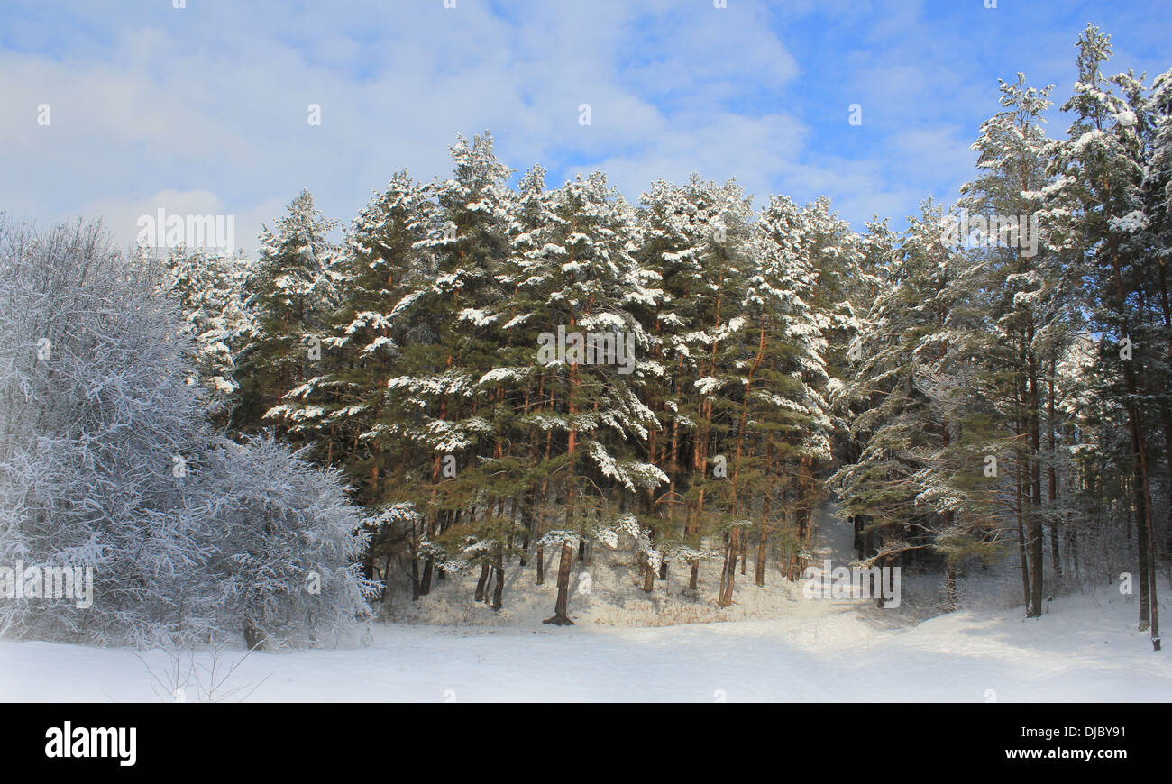 Beautiful winter landscape with snow covered trees Stock Photo - Alamy