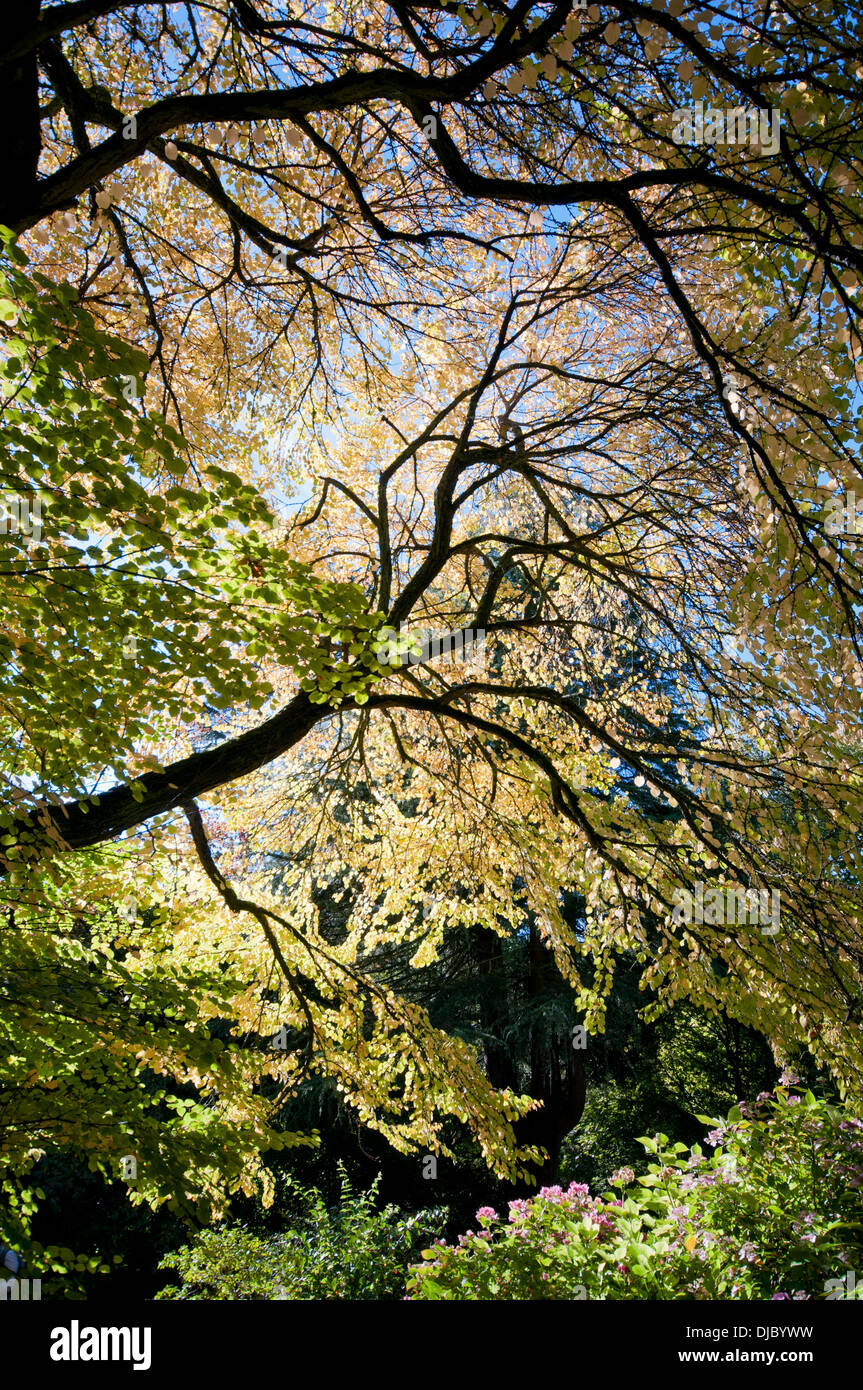 Cercidiphyllum Japonicum Batsford Arboretum Hi res Stock Photography And Images Alamy
