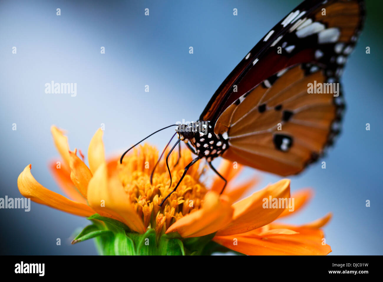 Monarch Butterfly Drinking Nectar on Purple Flowers Stock Photo Alamy